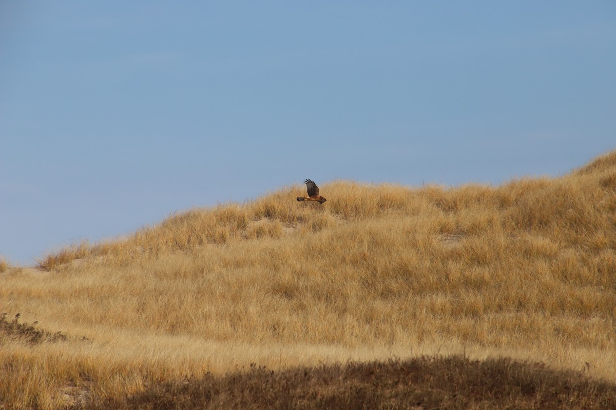 Northern Harrier - ML612154471