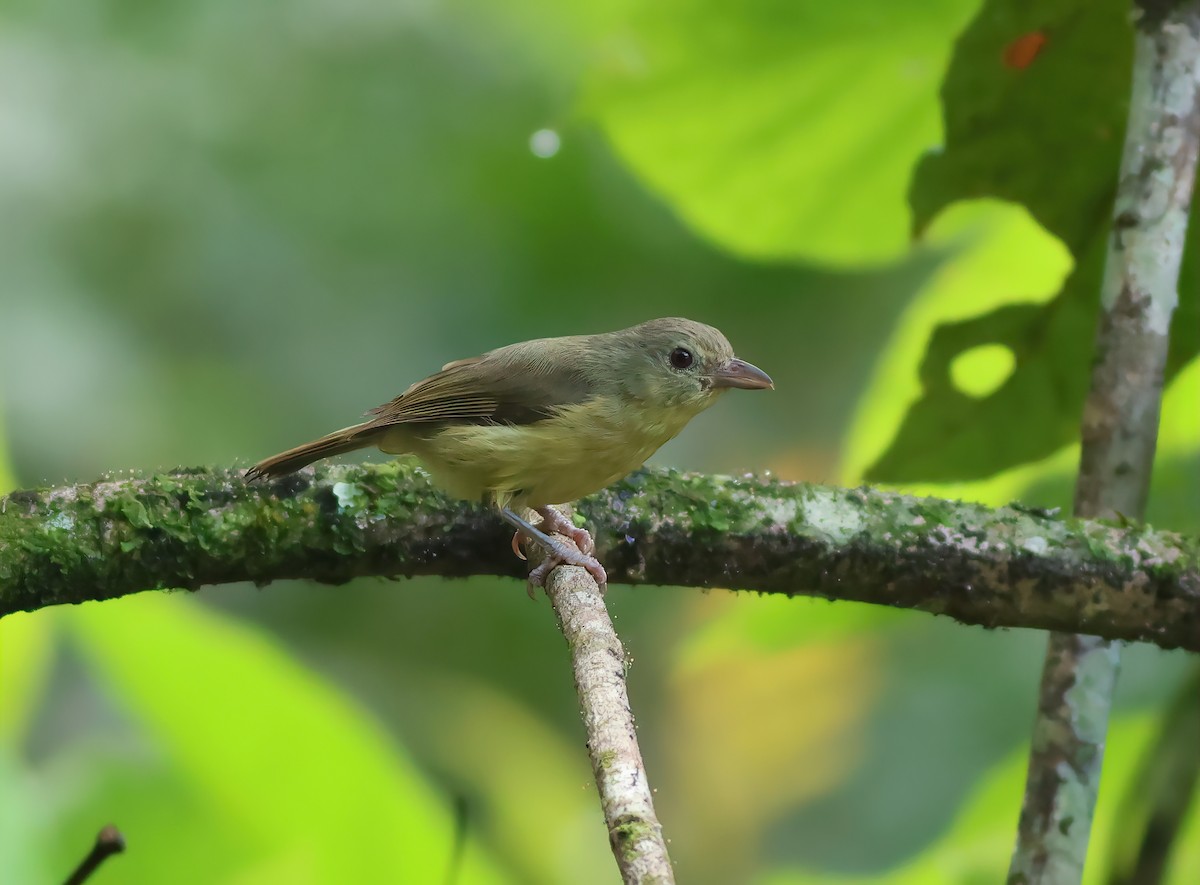 Blue Mountain Vireo - Jeremiah Trimble