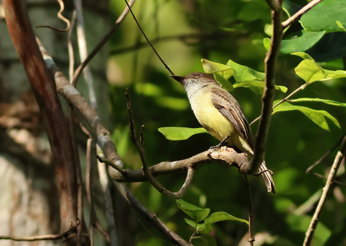 Sad Flycatcher - ML612154507