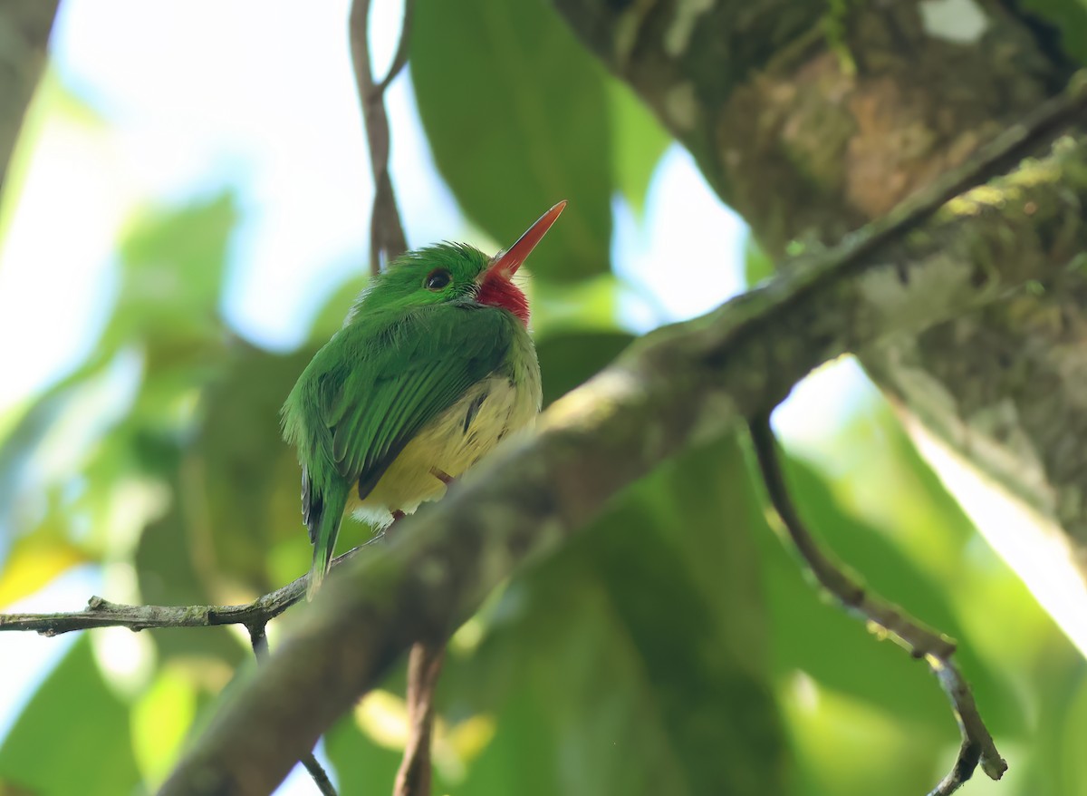 Jamaican Tody - ML612154585