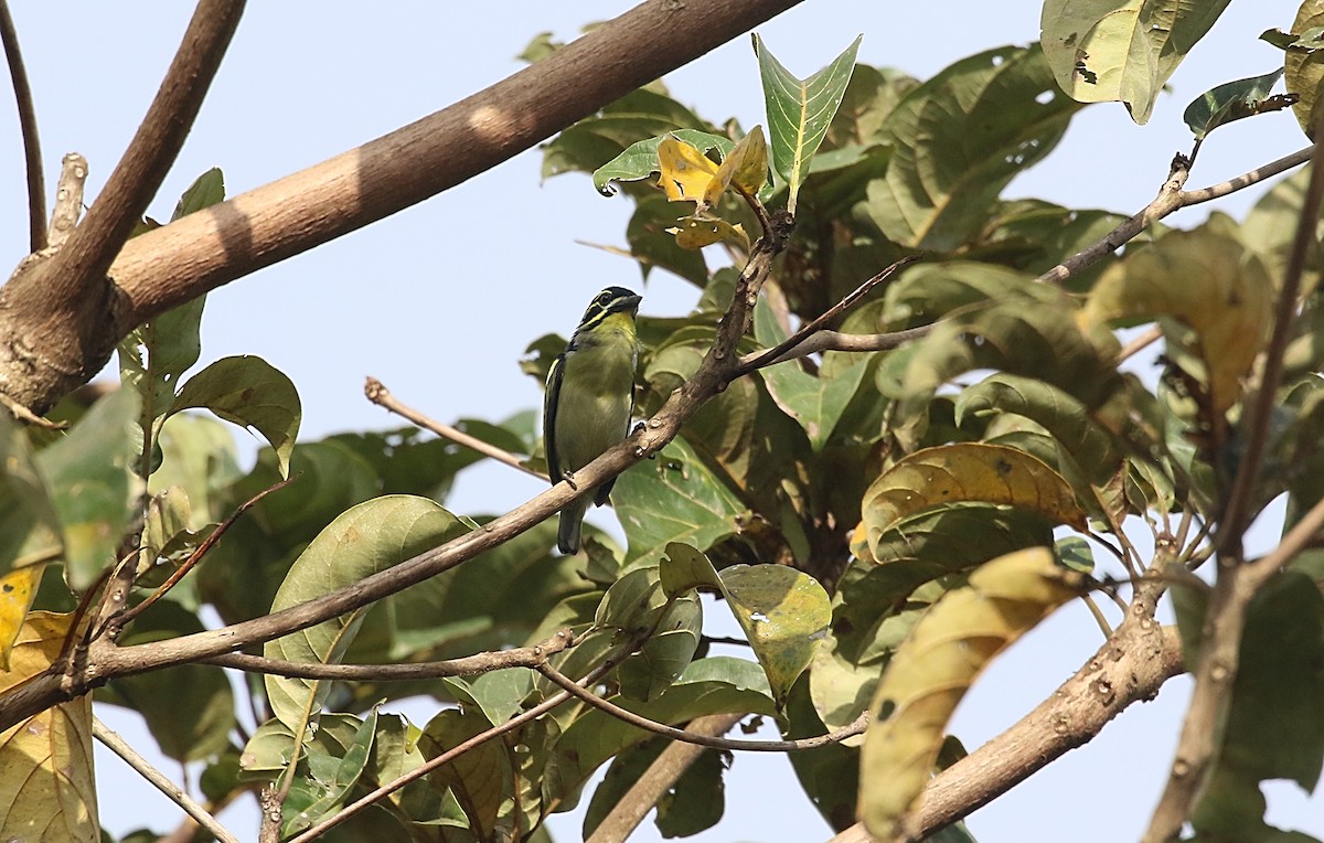 Red-rumped Tinkerbird - Chris Lansdell