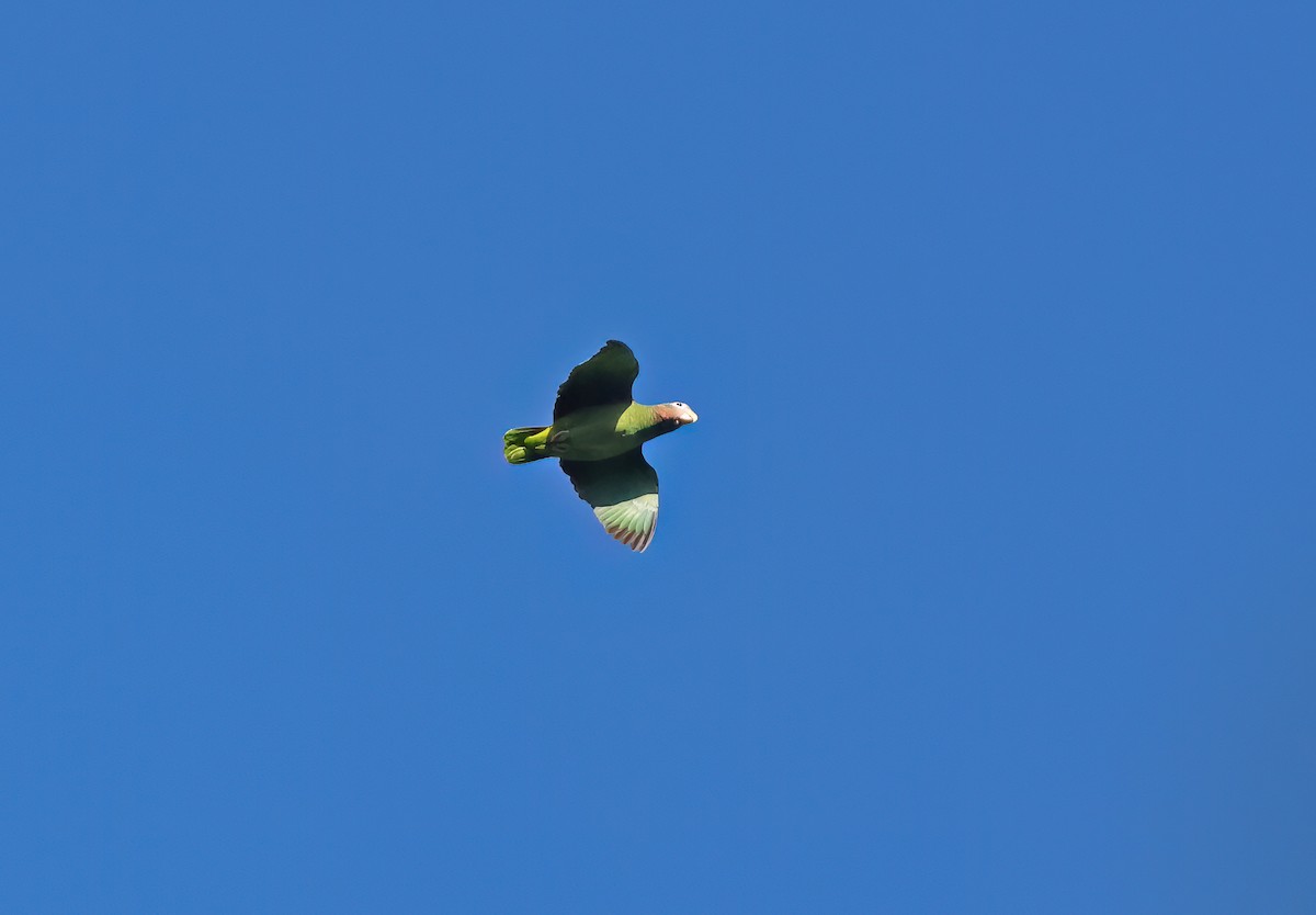 Yellow-billed Parrot - ML612154654