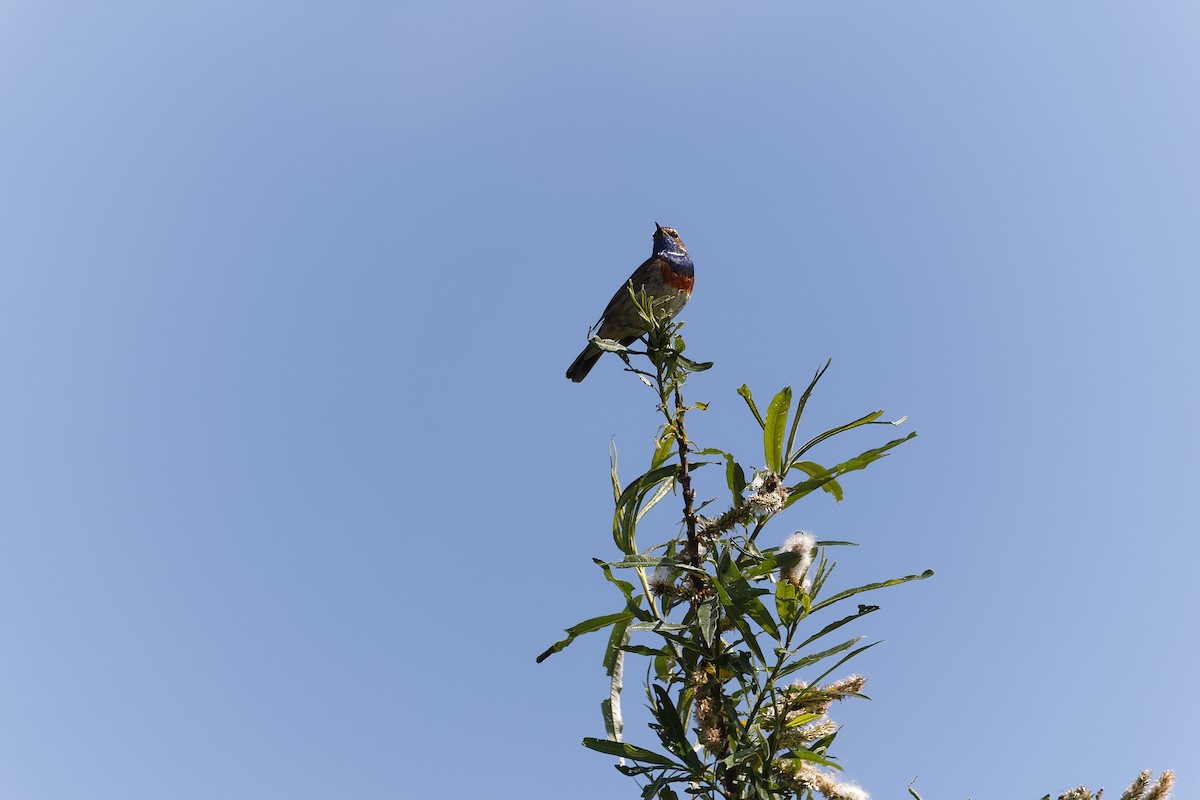 Bluethroat - ML612154741