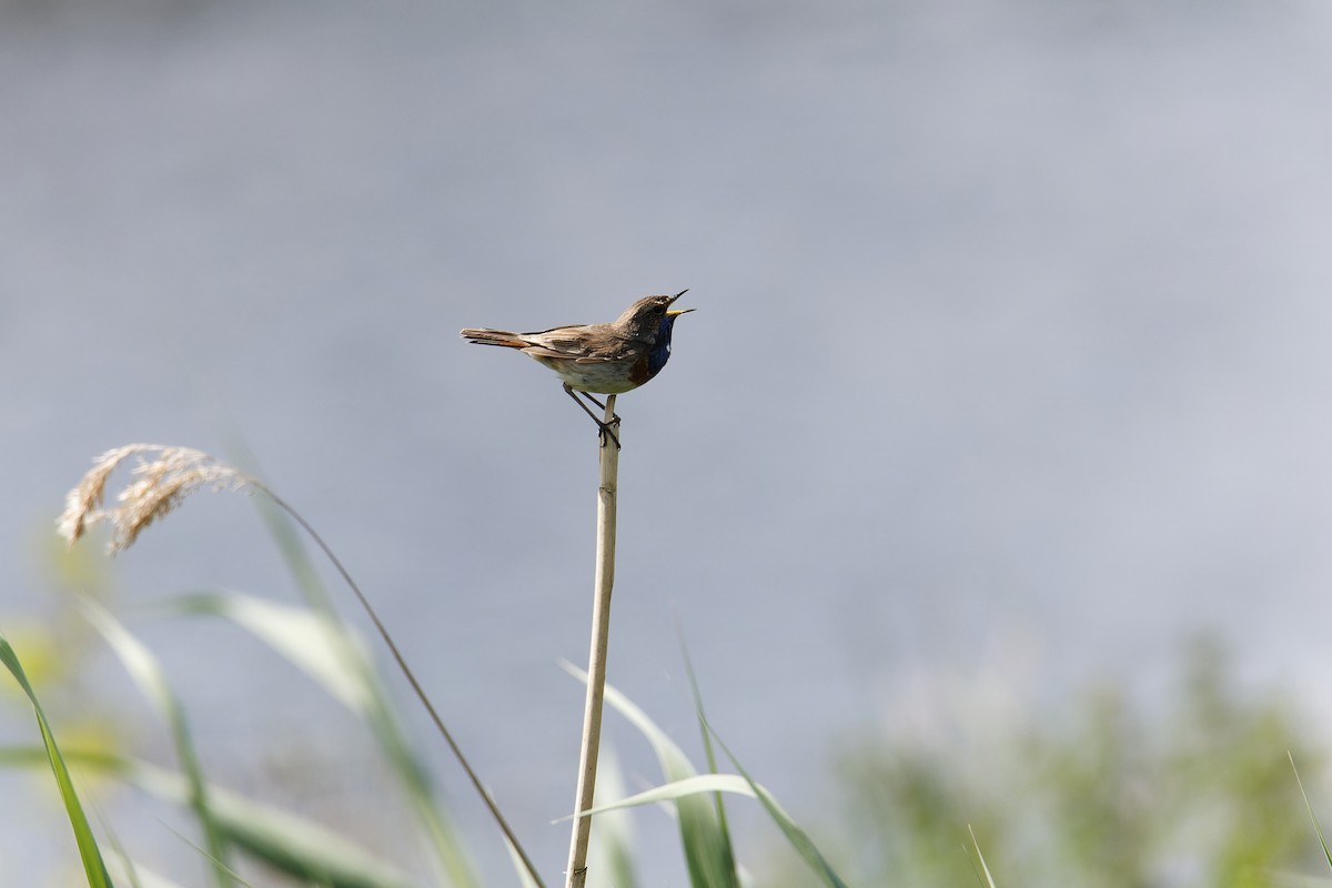 Bluethroat - ML612154768