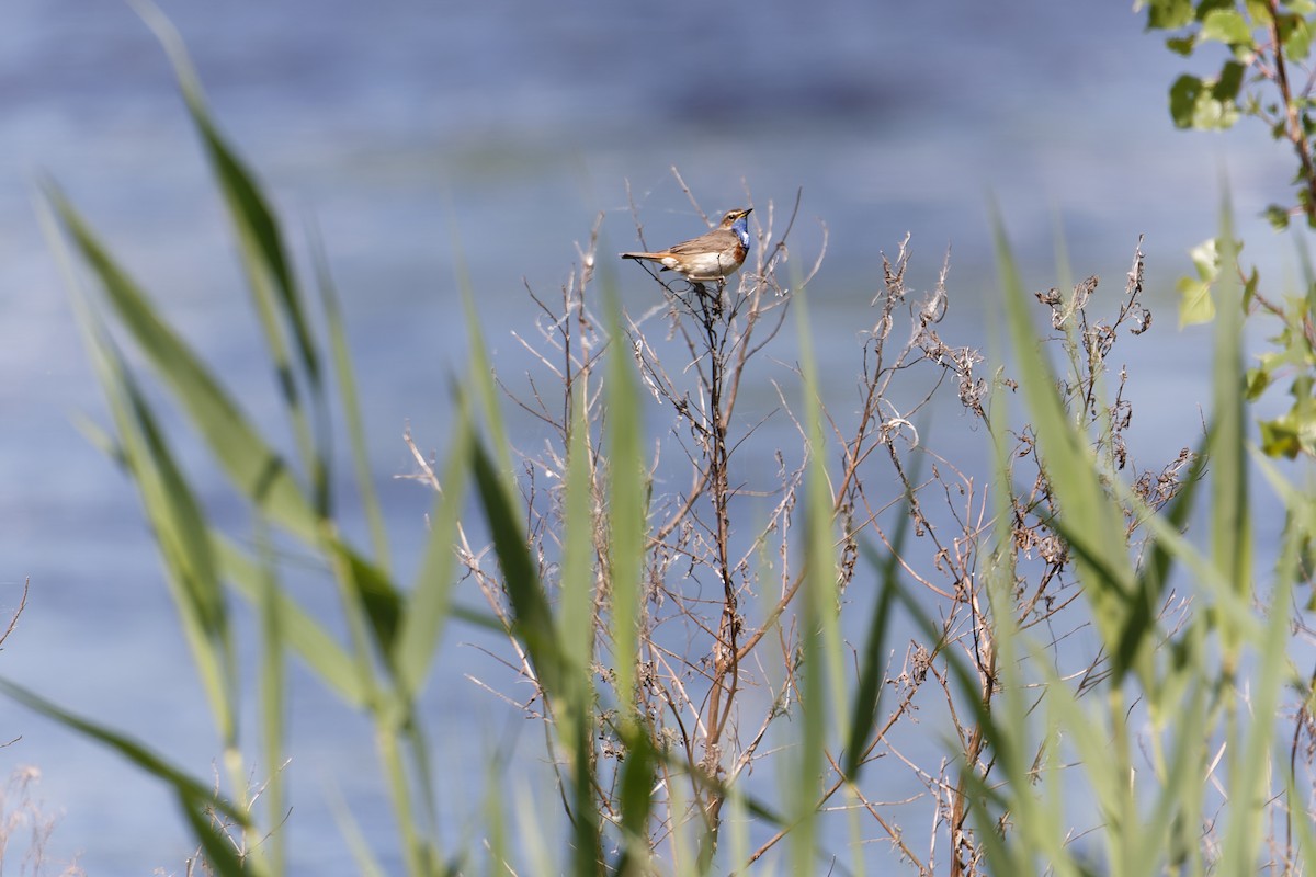 Bluethroat - ML612154781