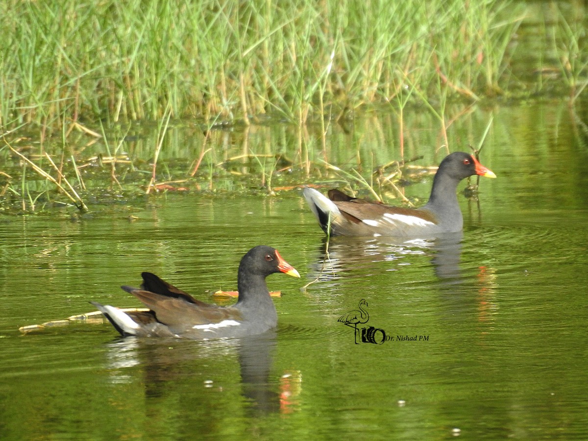 Хажилгат түнжүүр - ML612155047