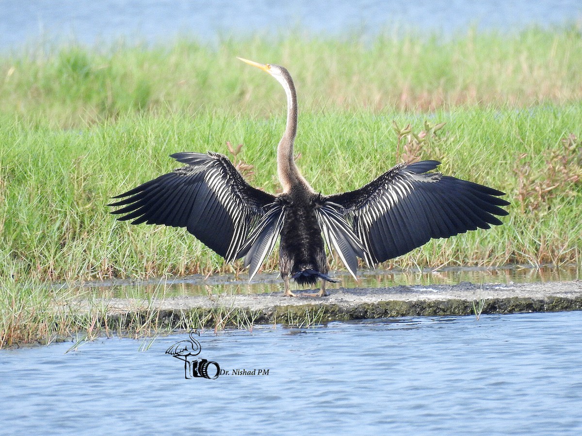 Oriental Darter - ML612155059