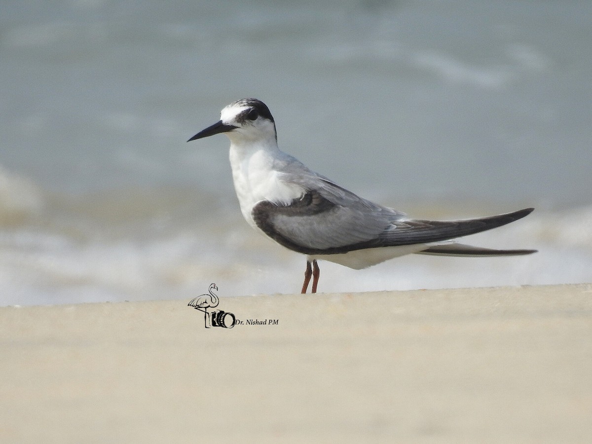 Хурган хараалай - ML612155082