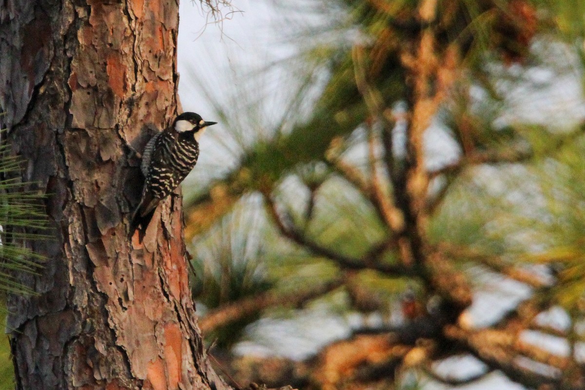 Red-cockaded Woodpecker - ML612155084