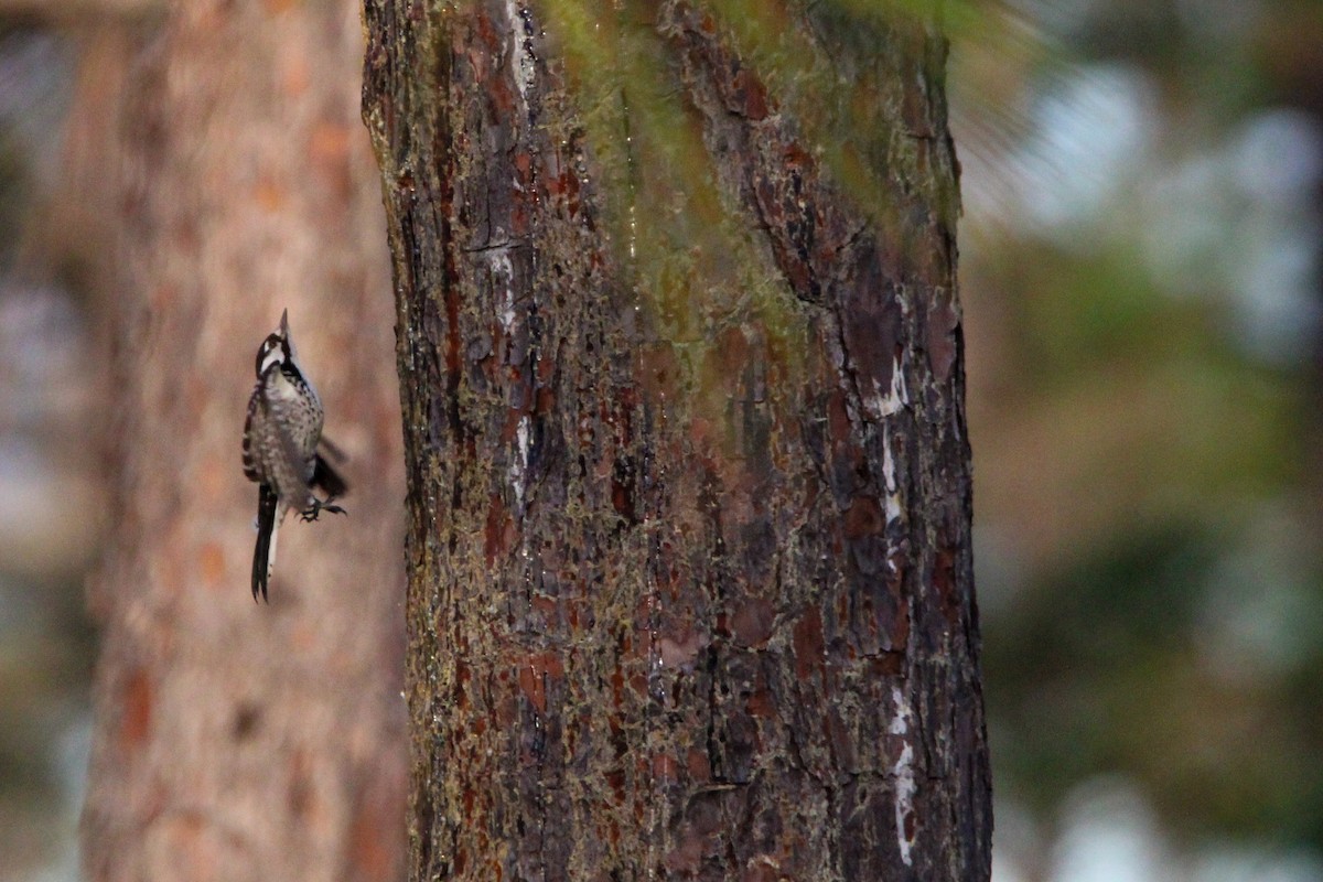 Red-cockaded Woodpecker - Alex Marine