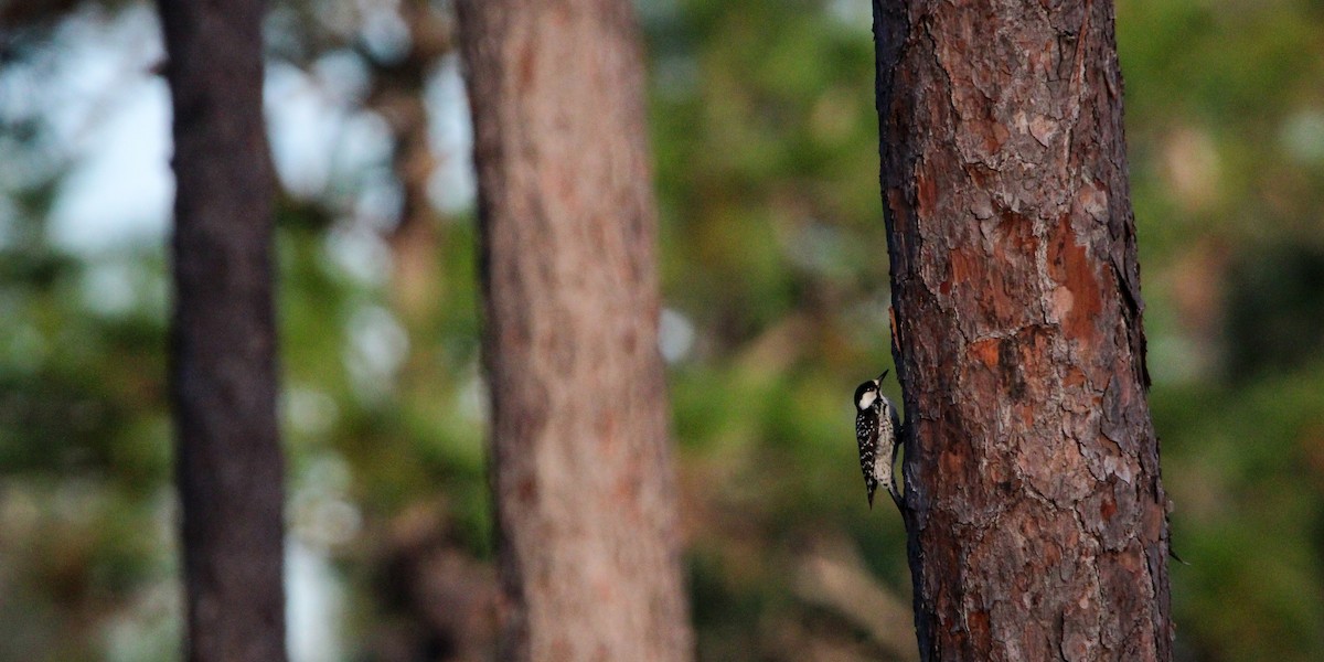 Red-cockaded Woodpecker - Alex Marine