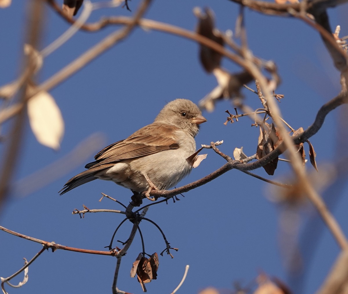 Southern Gray-headed Sparrow - ML612155111