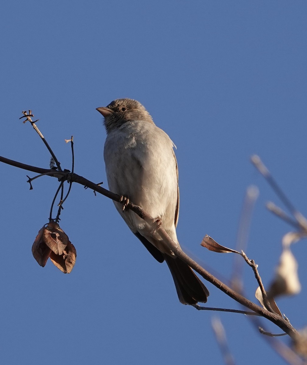 Southern Gray-headed Sparrow - ML612155112