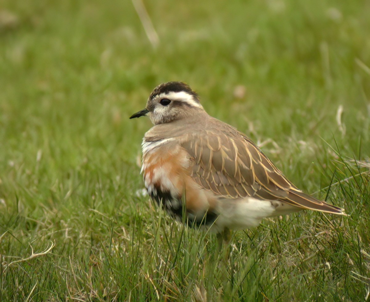 Eurasian Dotterel - ML612155141