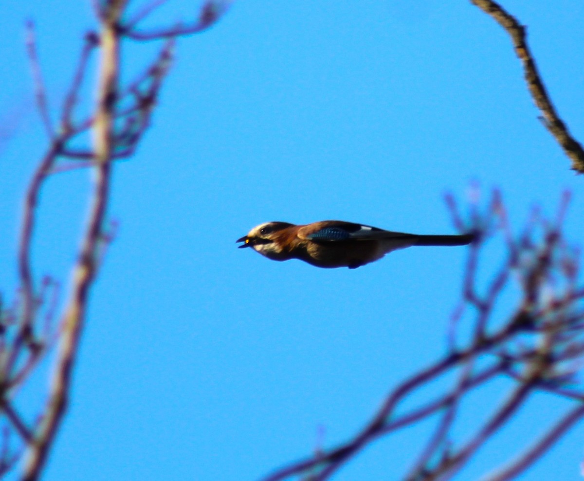 Eurasian Jay - ML612155202