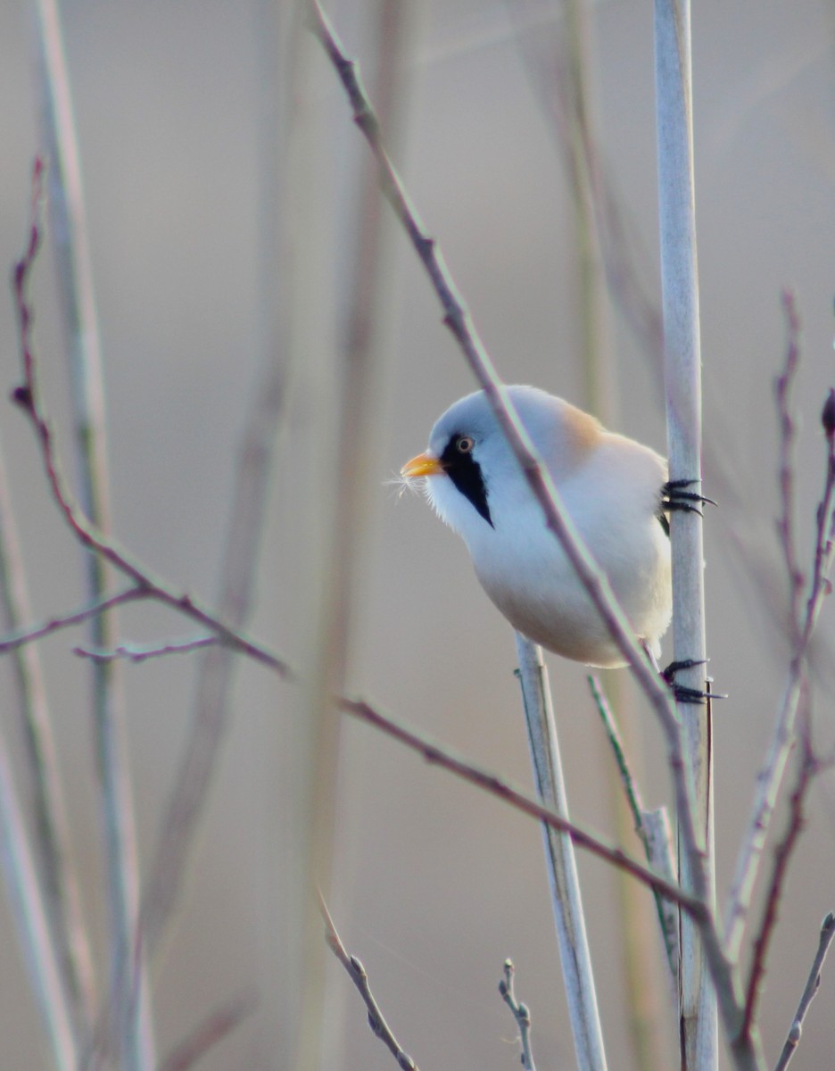 Bearded Reedling - ML612155205