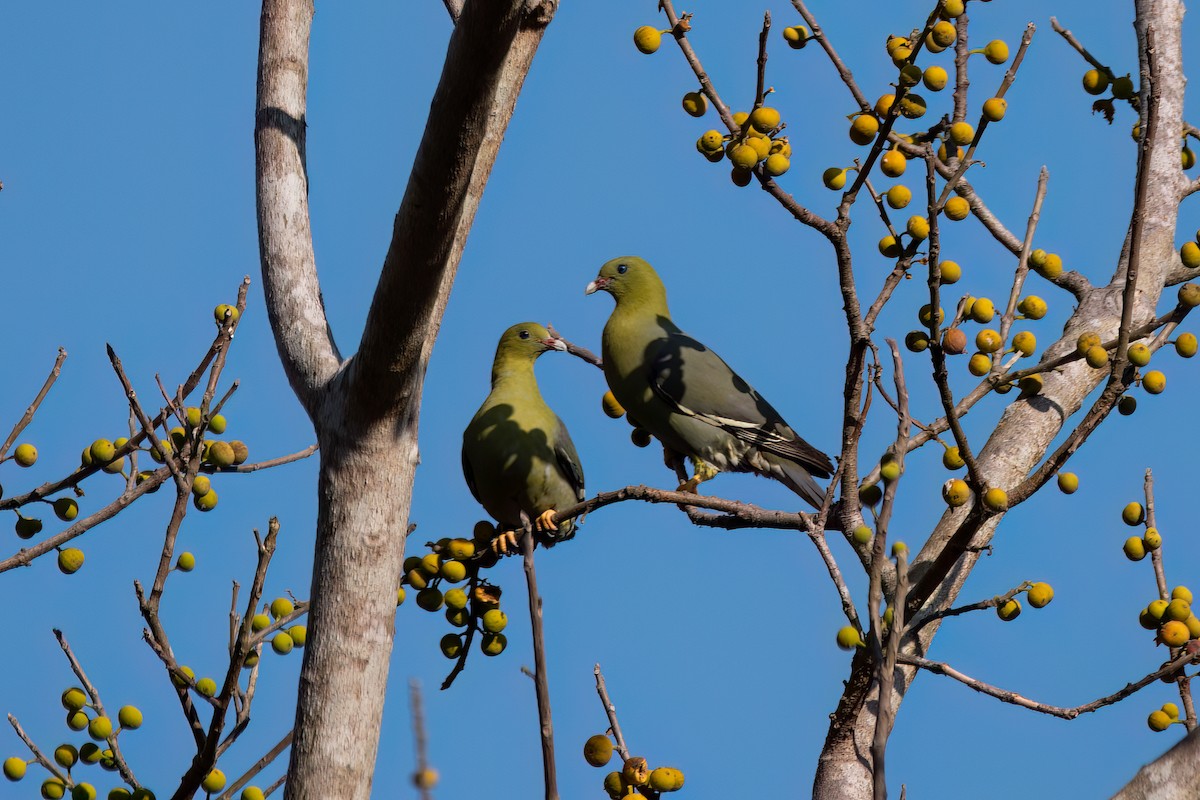 Madagascar Green-Pigeon - Andy Tonge
