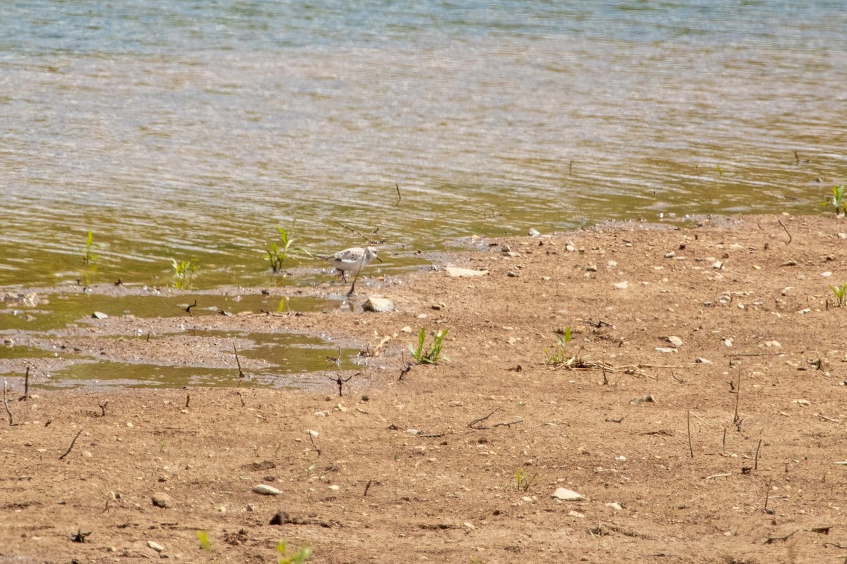 Bécasseau sanderling - ML612155334