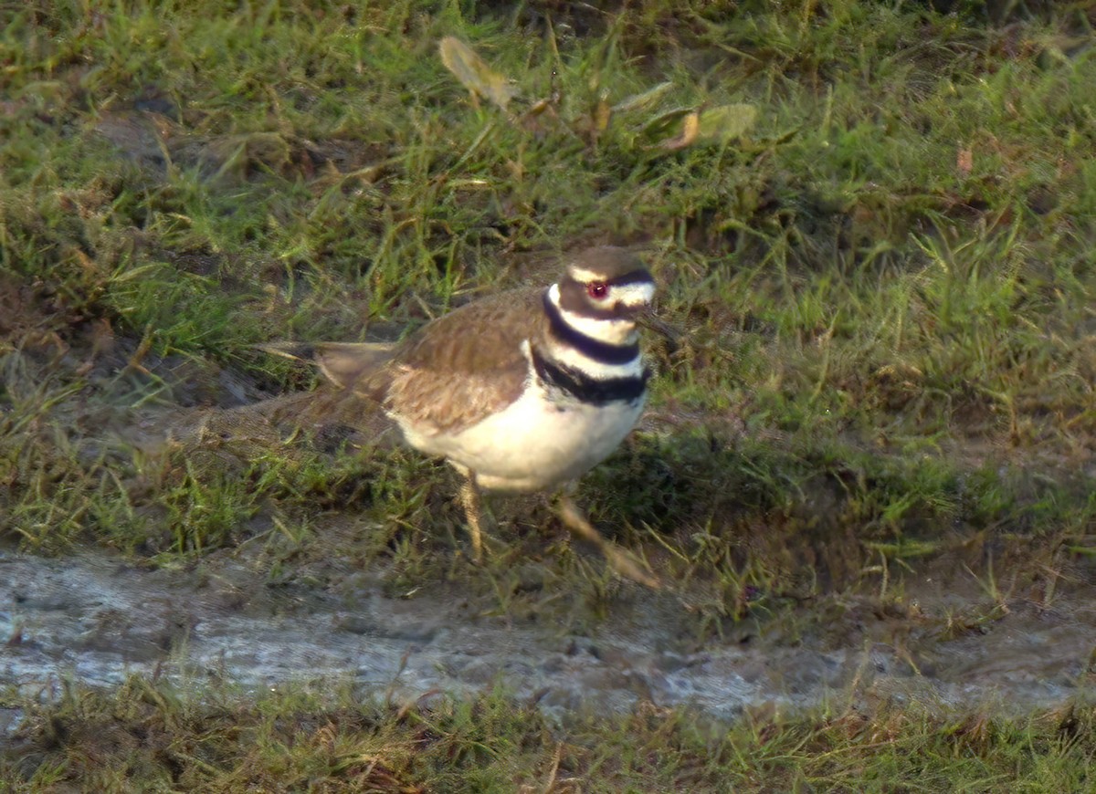 Killdeer - ML612155338