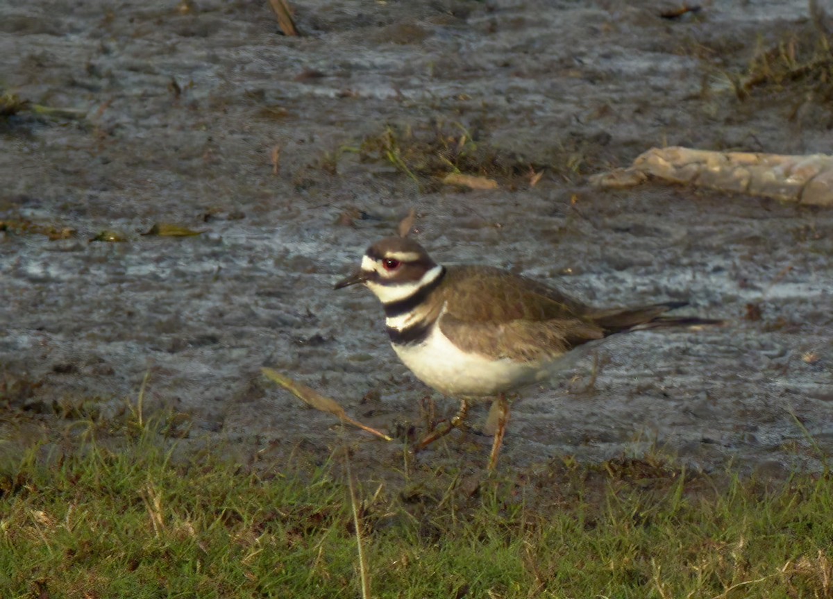 Killdeer - ML612155342