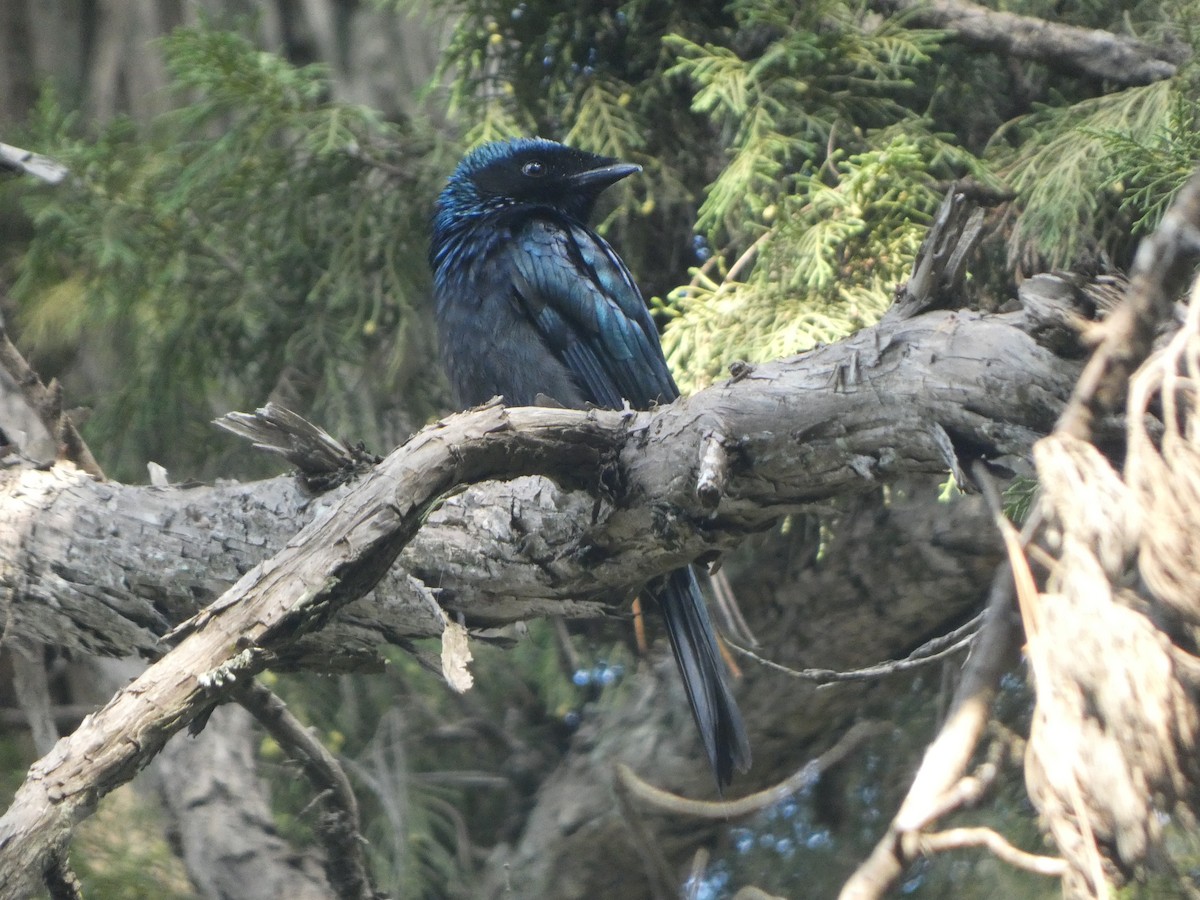 Lesser Racket-tailed Drongo - ML612155360