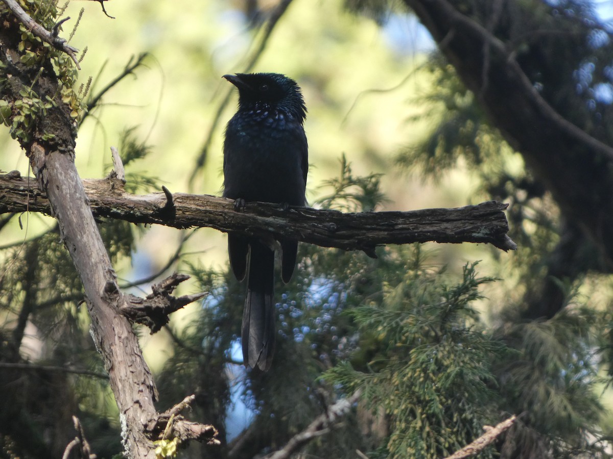 Lesser Racket-tailed Drongo - ML612155361