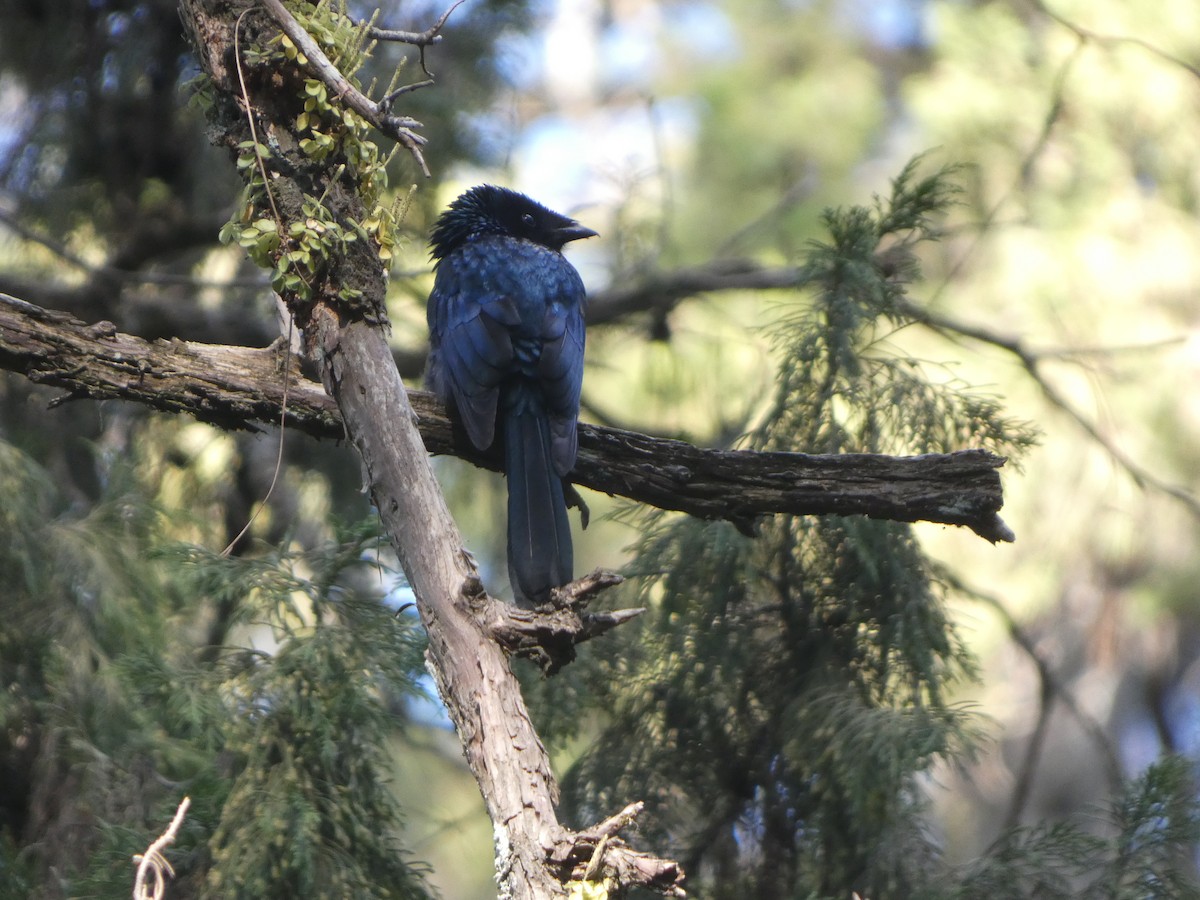 Lesser Racket-tailed Drongo - ML612155362