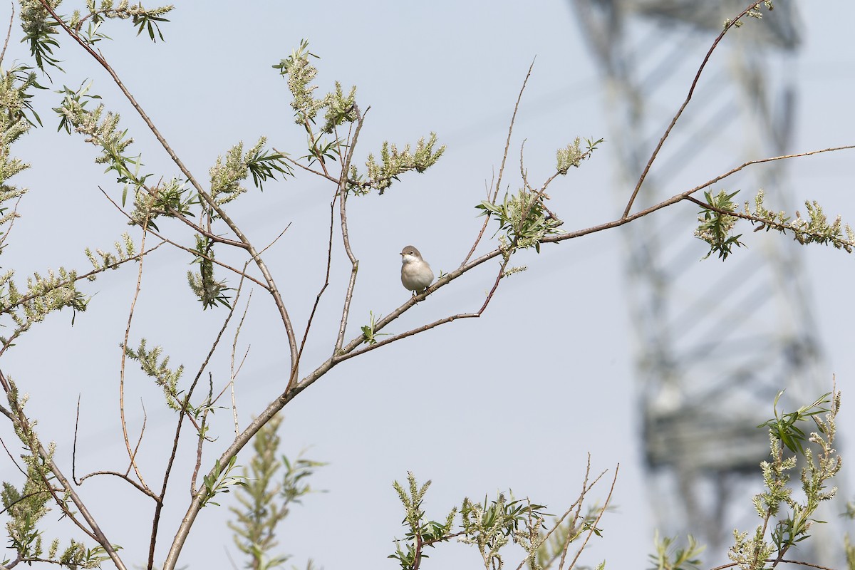 Greater Whitethroat - ML612155383