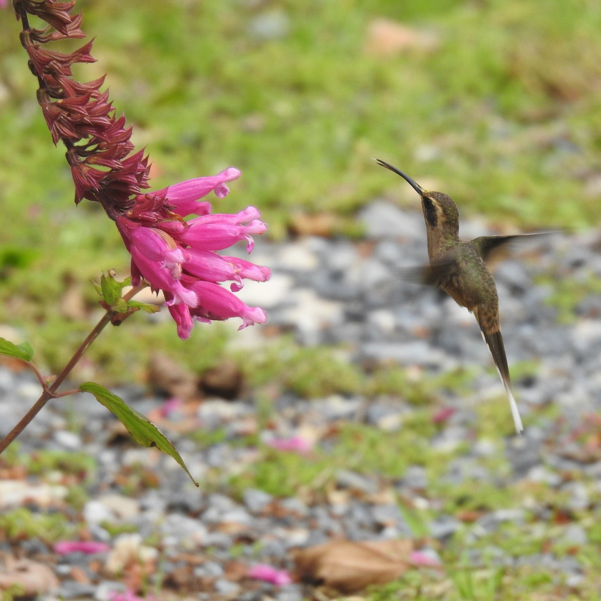 kolibřík temnohrdlý - ML612155397