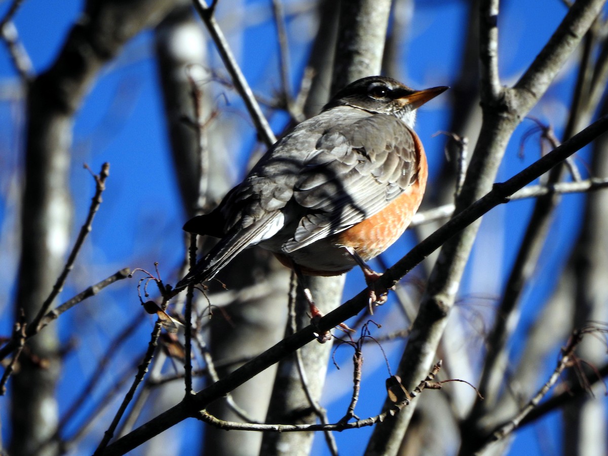 American Robin - ML612155409