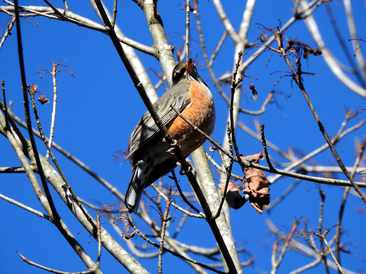 American Robin - ML612155412