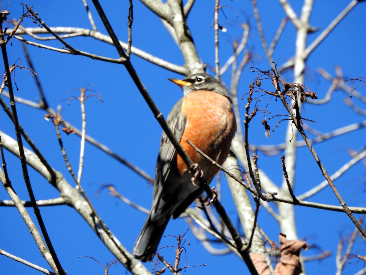 American Robin - ML612155414