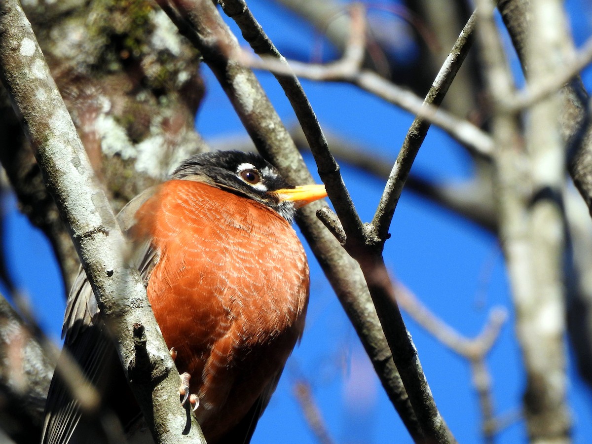 American Robin - Jorge Eduardo Mariño Indaburu @SmartBirding