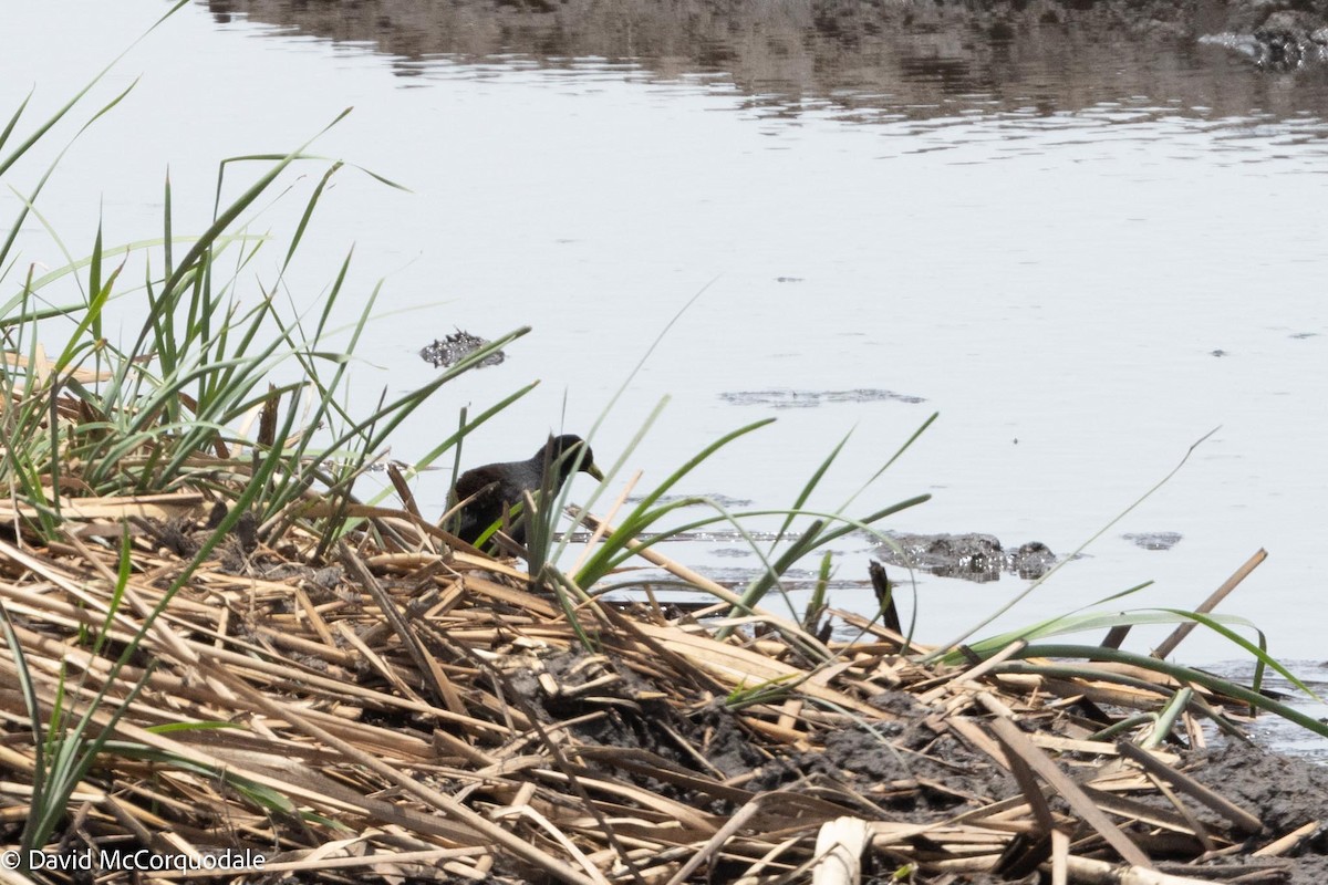 Polluela Negra Africana - ML612155474