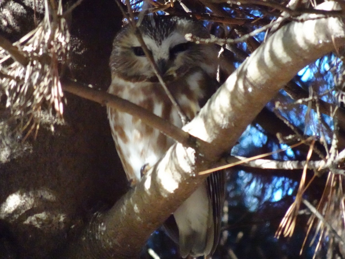 Northern Saw-whet Owl - ML612155481
