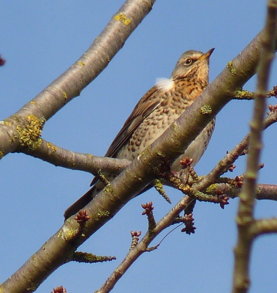 Fieldfare - ML612155498