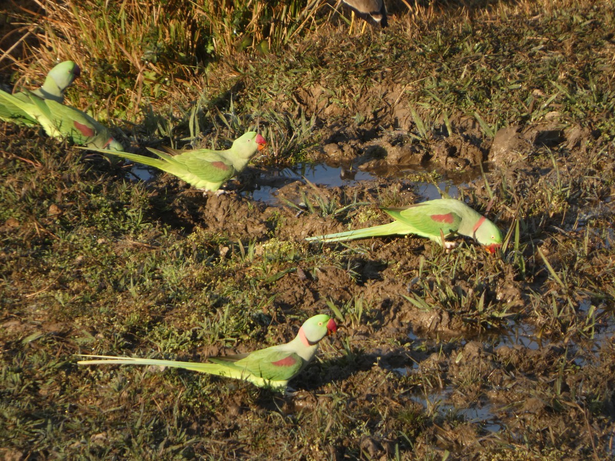 Alexandrine Parakeet - ML612155499