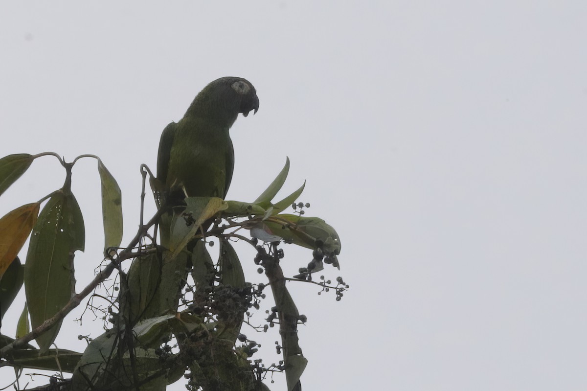 Aratinga Cabecifusca - ML612155548