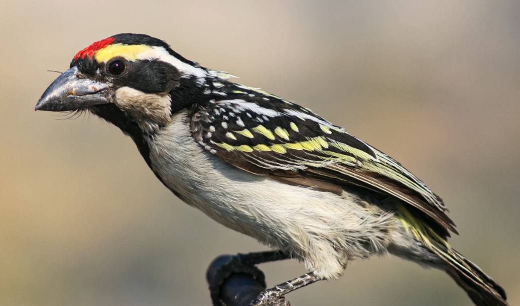 Pied Barbet - ML612155561