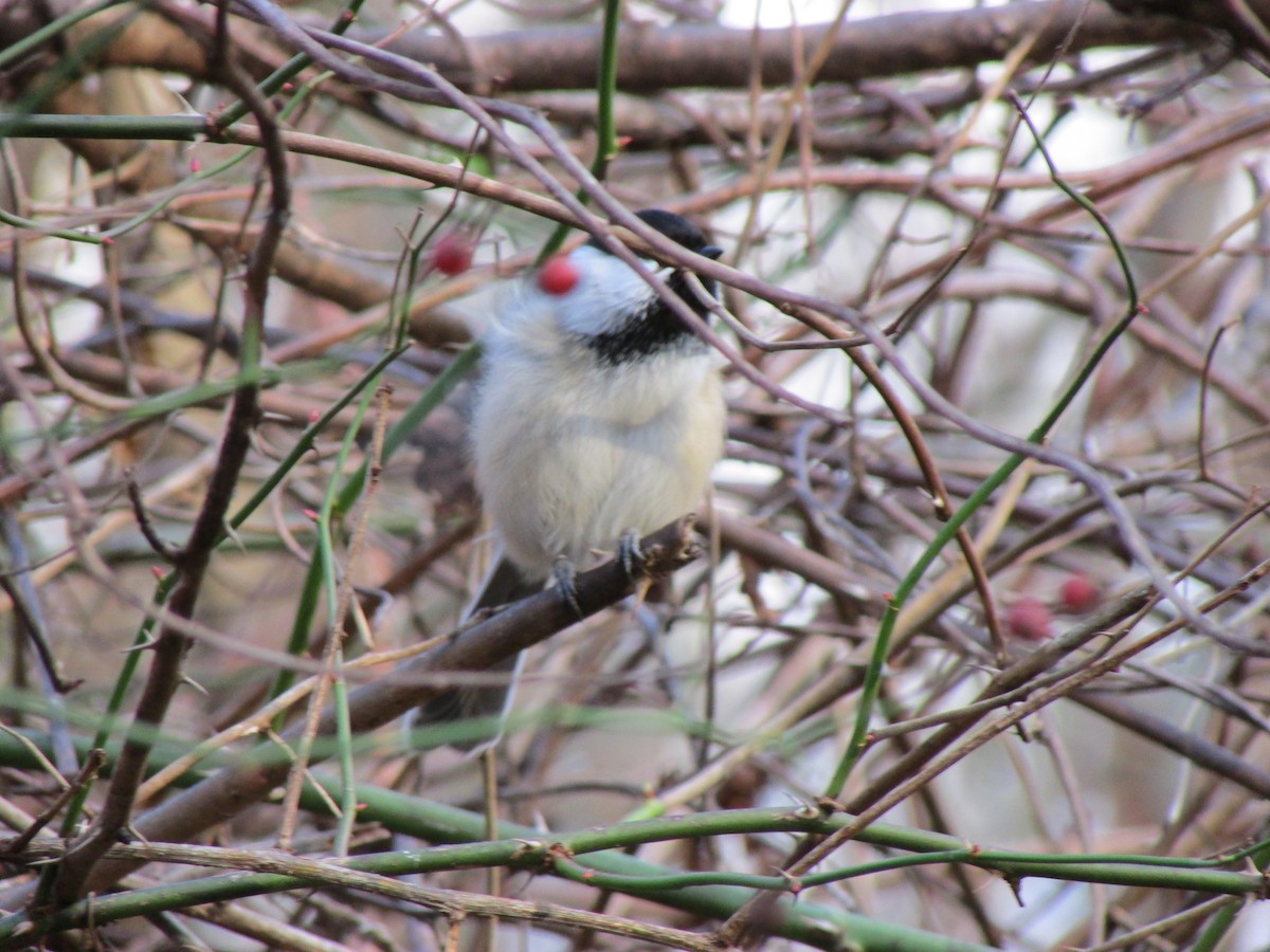 Black-capped Chickadee - ML612155585