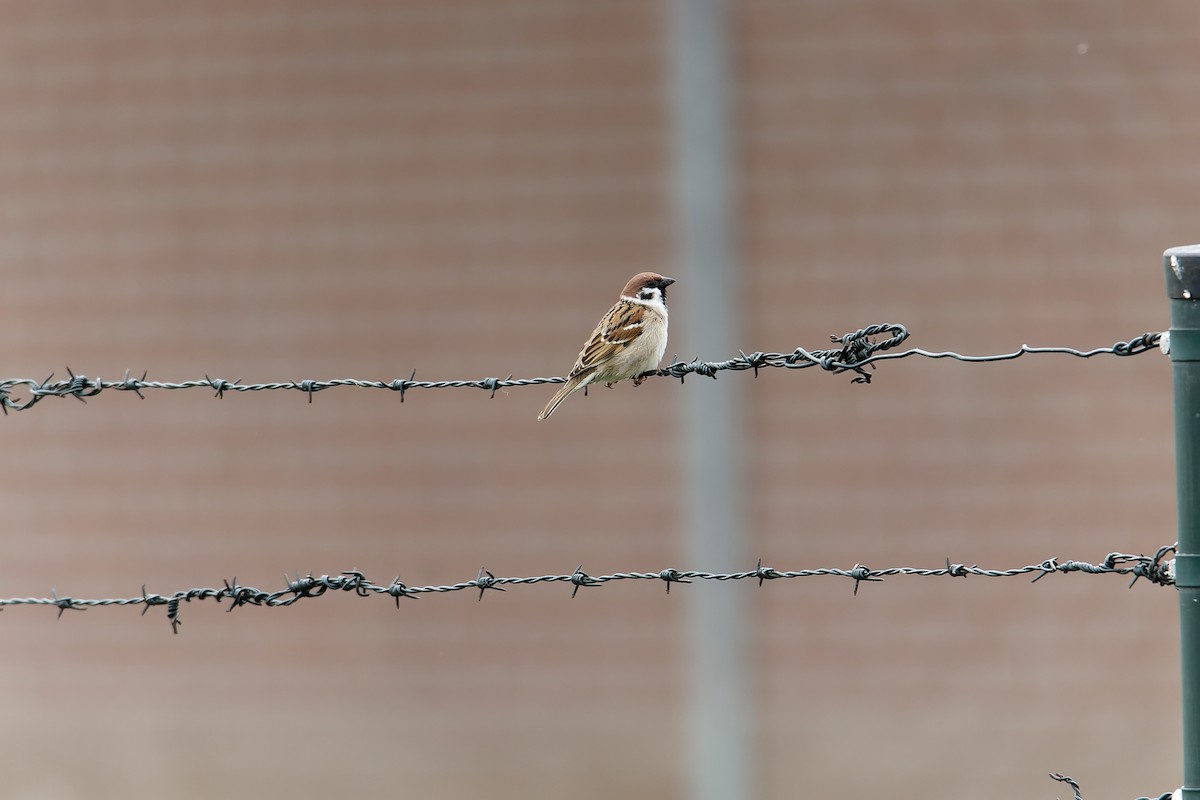 Eurasian Tree Sparrow - ML612155710