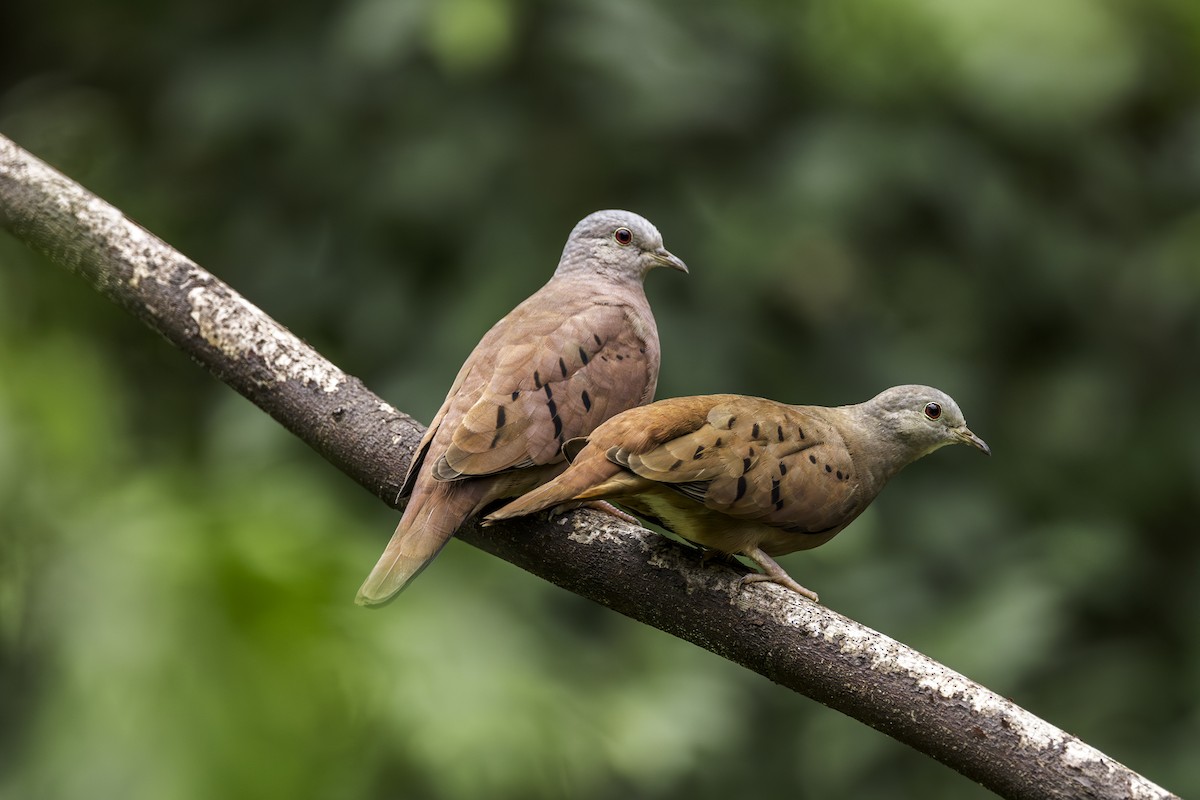 Ruddy Ground Dove - Thelma Gátuzzô