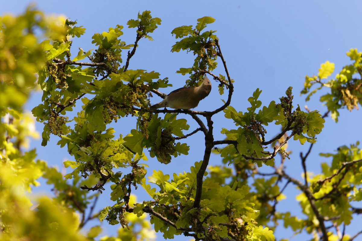 Garden Warbler - ML612155780