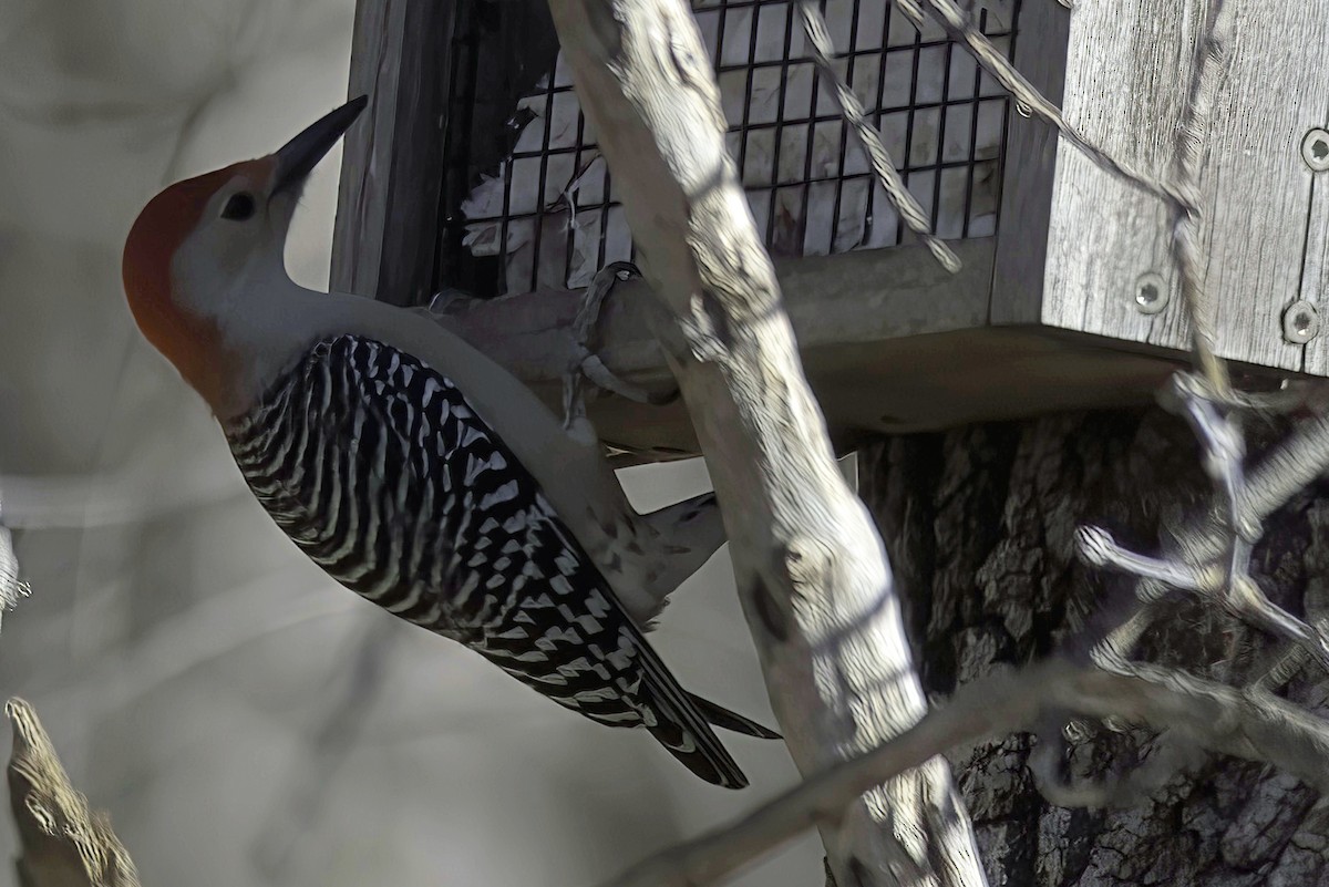 Red-bellied Woodpecker - ML612155908