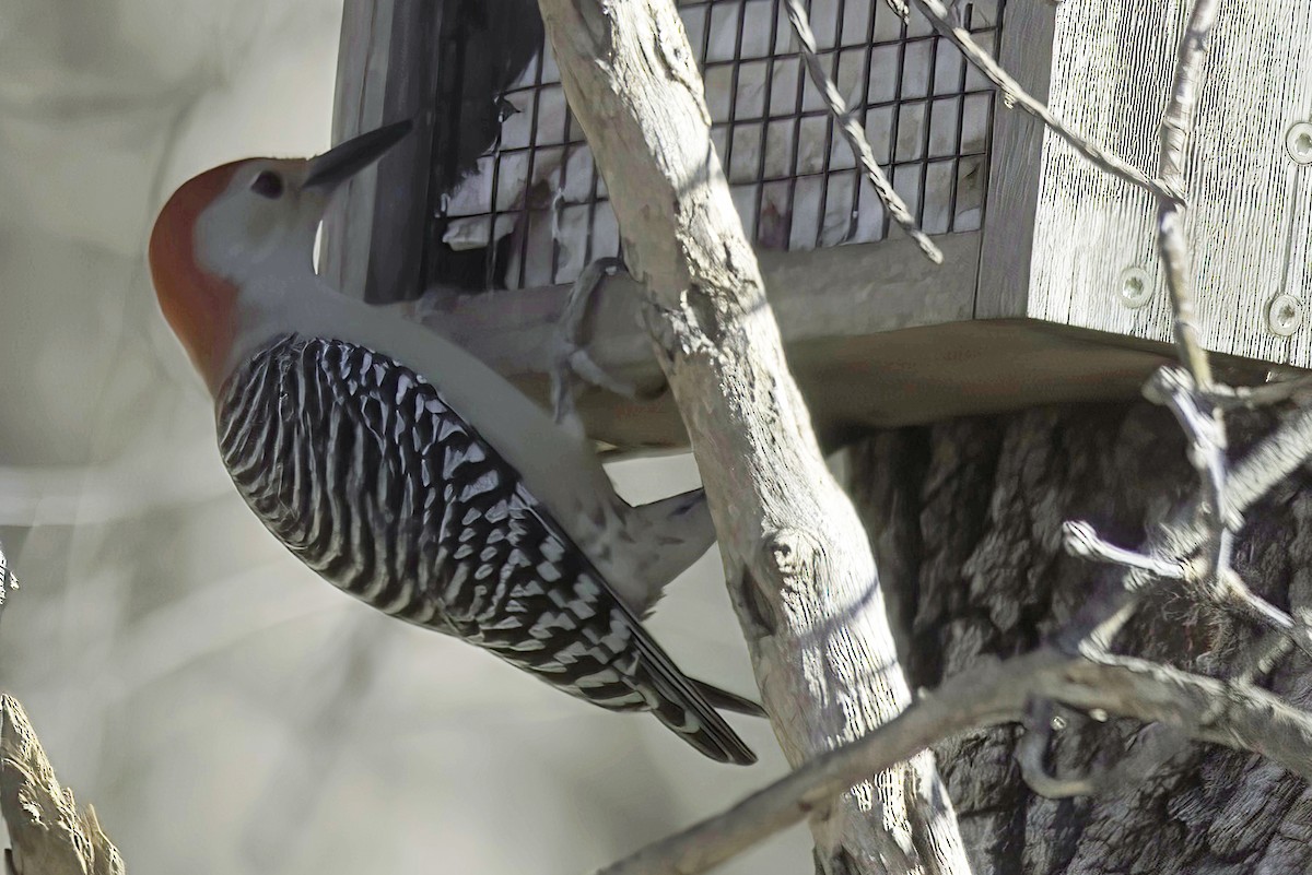 Red-bellied Woodpecker - ML612155912
