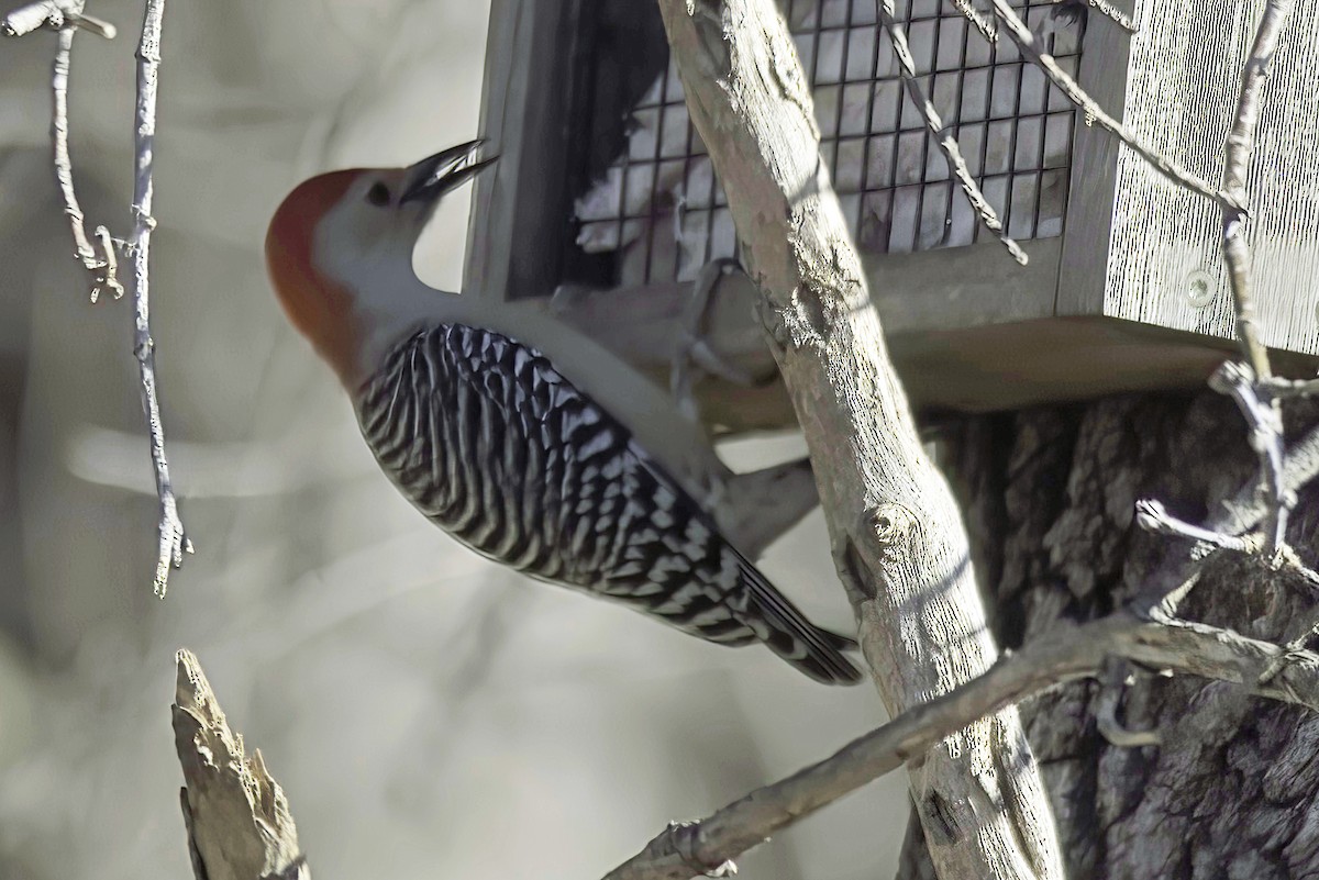 Red-bellied Woodpecker - ML612155913