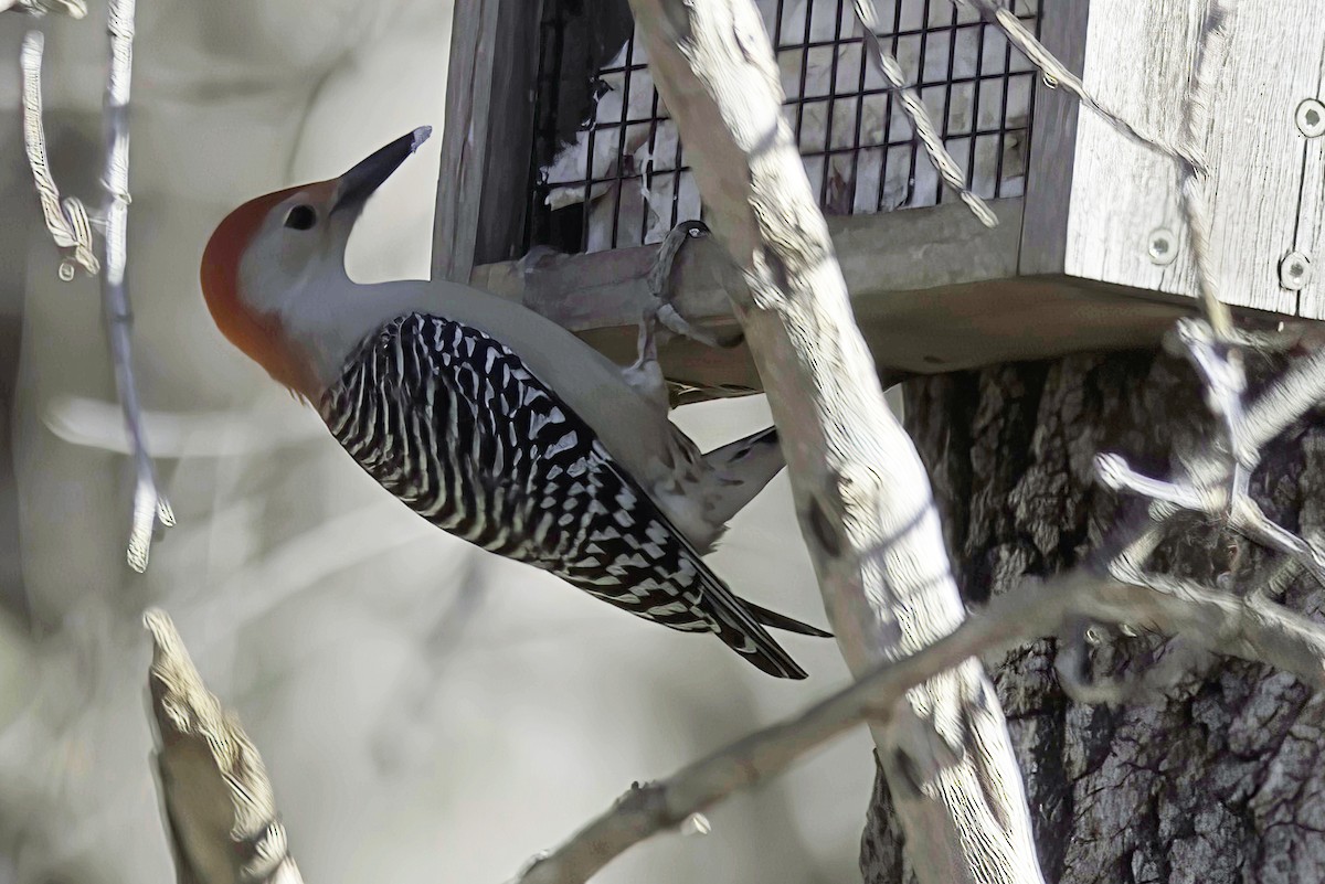 Red-bellied Woodpecker - Jim Tonkinson