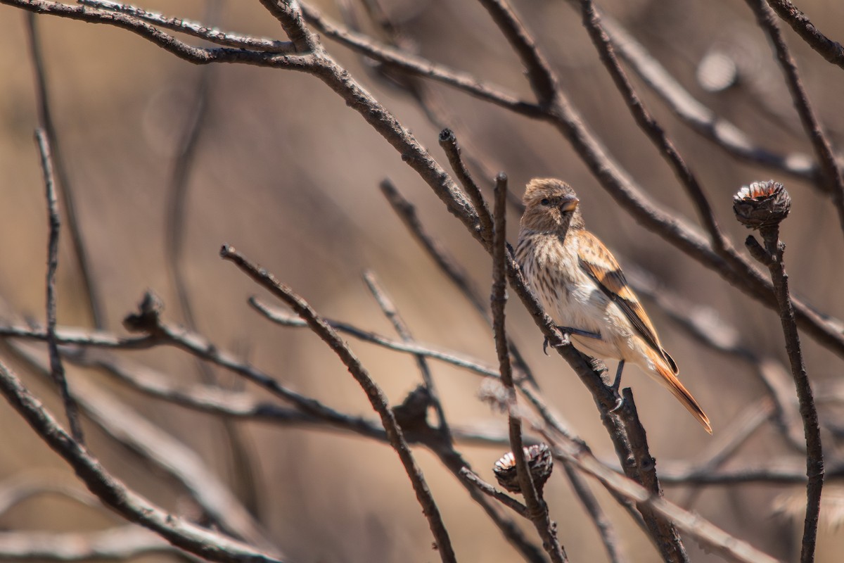 Black-headed Canary - ML612155958