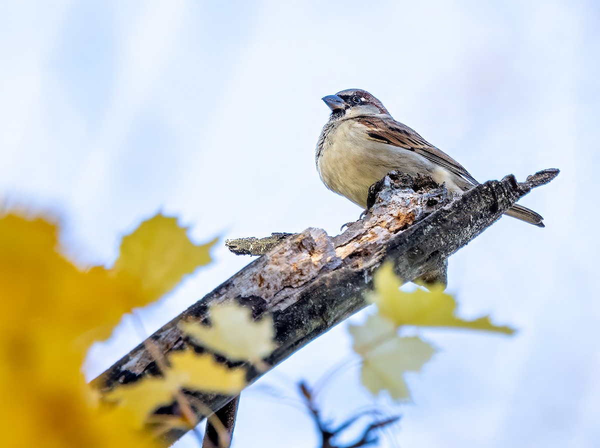 House Sparrow - ML612155985