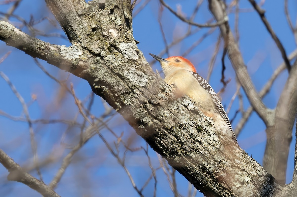 Red-bellied Woodpecker - Sandy & Bob Sipe